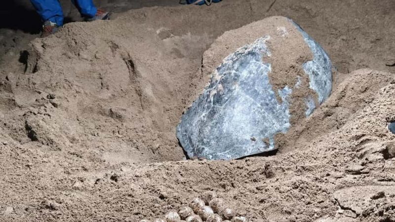 Sukamade Observation Turtle Tour - The Sum Up