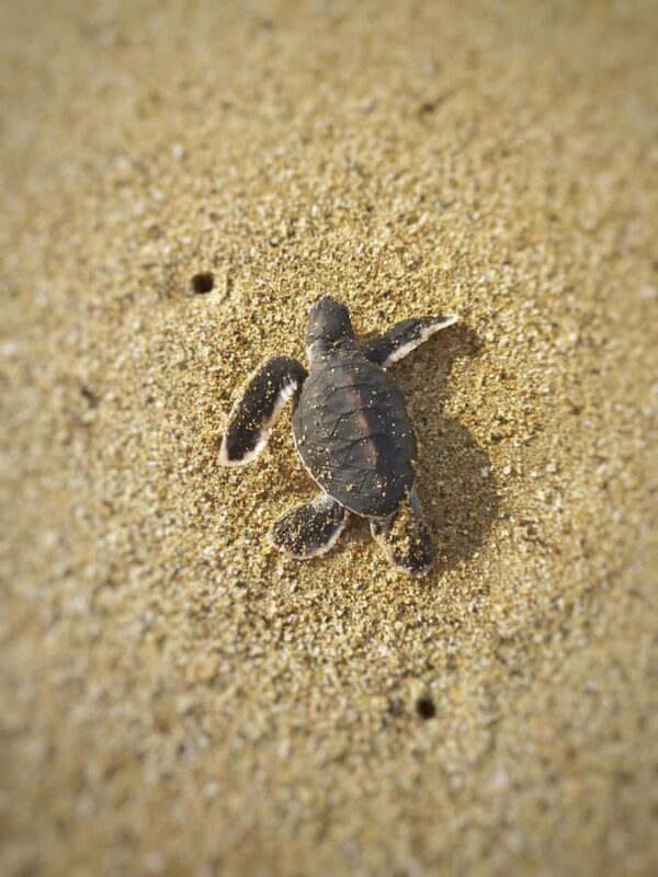 Sukamade Observation Turtle Tour - FAQ