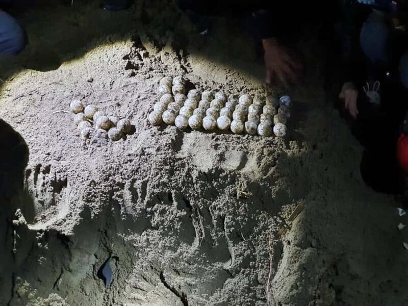 Sukamade Turtle Beach Adventure  Into East Java - Good To Know