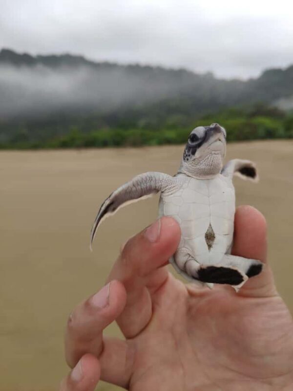 Sukamade Turtle Beach Adventure  Into East Java - Exploring the Journey to Sukamade