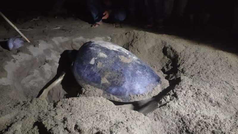 Sukamade Turtle Beach Adventure  Into East Java - Additional Stops & Local Villages