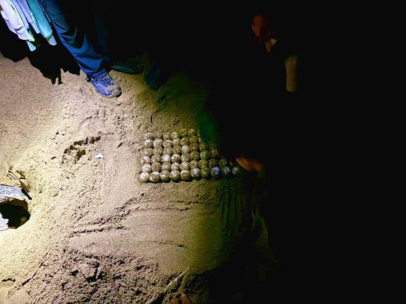 Sukamade: Turtle Expedition & MeruBetiri Jungle Adventure - Nighttime Turtle Nesting: Witnessing a Natural Phenomenon