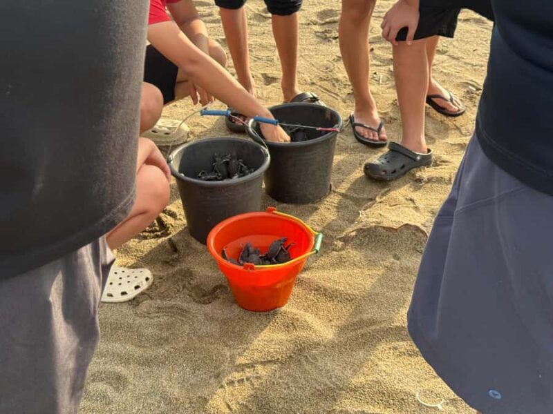 Sukamade: Turtle Expedition & MeruBetiri Jungle Adventure - The Conservation Center and Hatchling Release