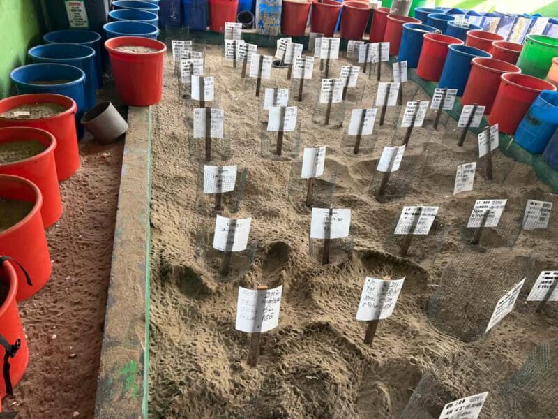 Sukamade: Turtle Expedition & MeruBetiri Jungle Adventure - Accommodation and Comfort