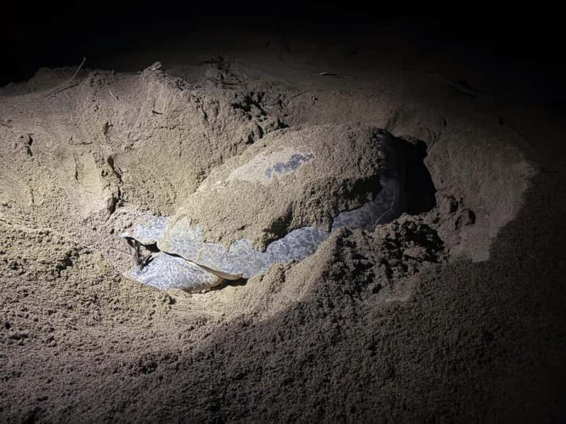 Sukamade: Turtle Expedition & MeruBetiri Jungle Adventure - Good To Know