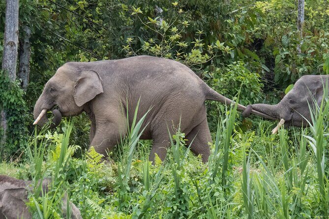 Sukau Rainforest Wildlife and Dawn Cruises Tour in Sandakan - Practical Details and What to Expect