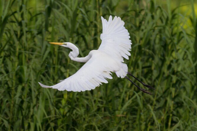 Sukau Rainforest Wildlife and Dawn Cruises Tour in Sandakan - Is This Tour Right for You?