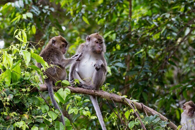 Sukau Rainforest Wildlife and Dawn Cruises Tour in Sandakan - Frequently Asked Questions