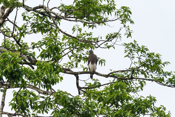 Sukau Rainforest Wildlife and Dawn Cruises Tour in Sandakan - Final Thoughts