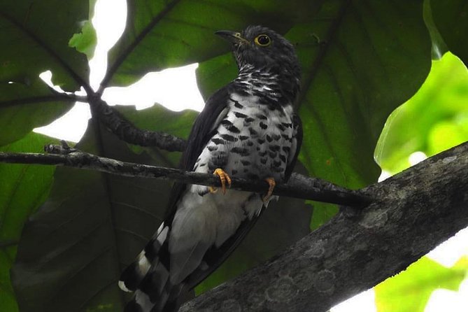 Sulawesi Nani Wartabone National Park Tour - Exploration at Bogani Wartabone Park