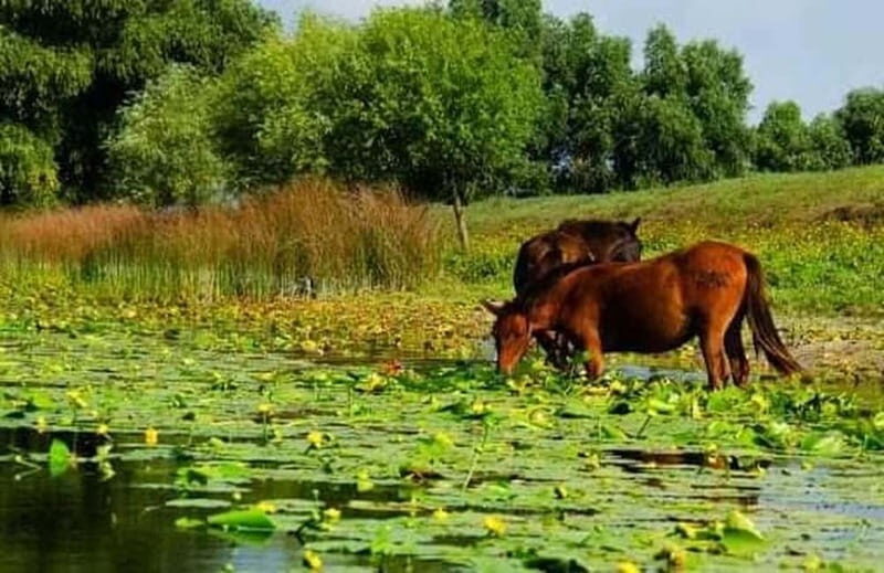 Sulina: Letea Forest Day Trip - Exploring the Sulina: Letea Forest Day Trip – An Authentic Danube Delta Experience