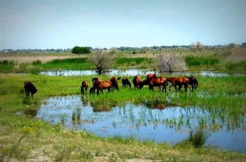 Sulina: Letea Forest Day Trip - Transportation, Duration, and Practicalities