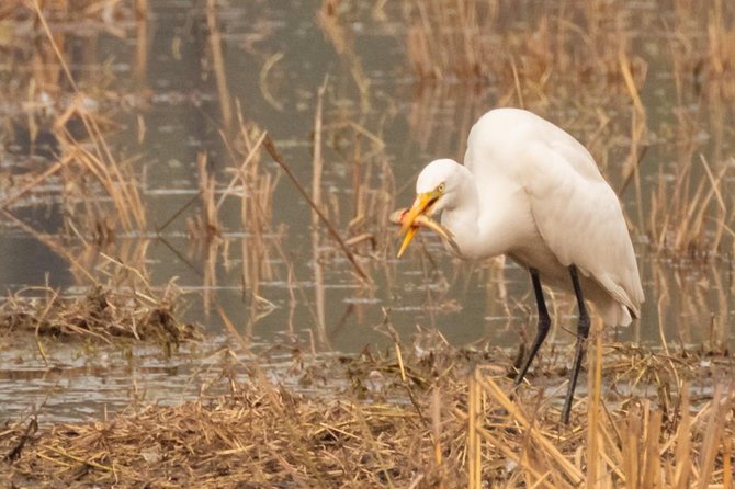 Sultanpur National Park Bird Photography Private Tour  - New Delhi - Tour Details