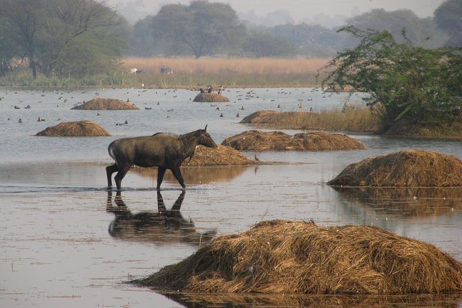 Sultanpur the Wonder of Birding From Delhi - Bird Watching Paradise Near Delhi
