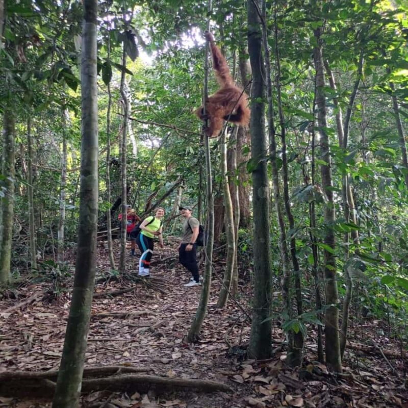 Sumatra: 3-Day Unique Jungle Experience & Exploring Wildlife - FAQs