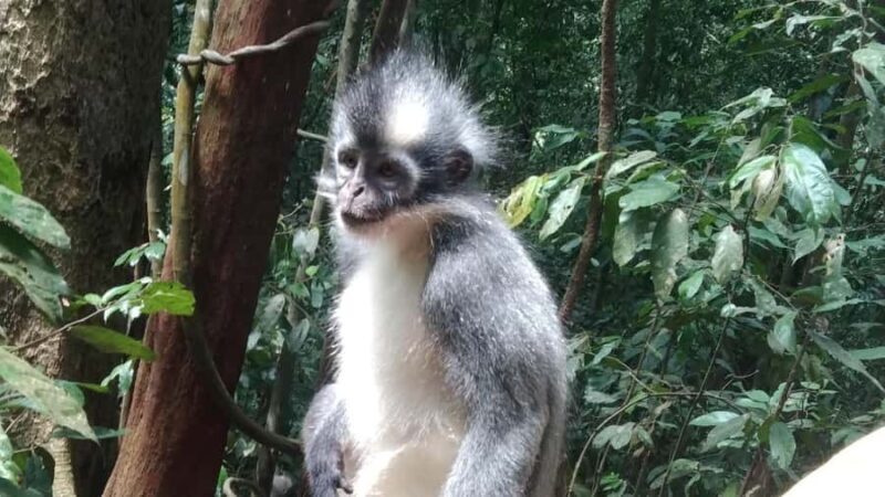 Sumatra : 5-Day Conservation & Artistry Expedition - Good To Know