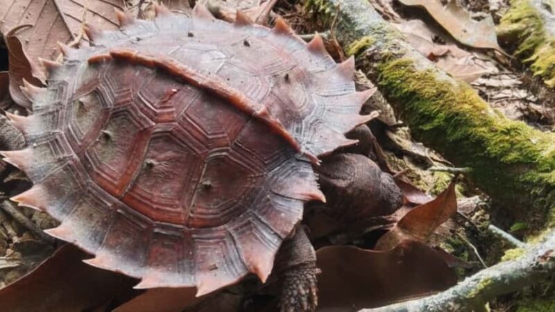 Sumatra : 5-Day Conservation & Artistry Expedition - Who Is This Tour Best For?