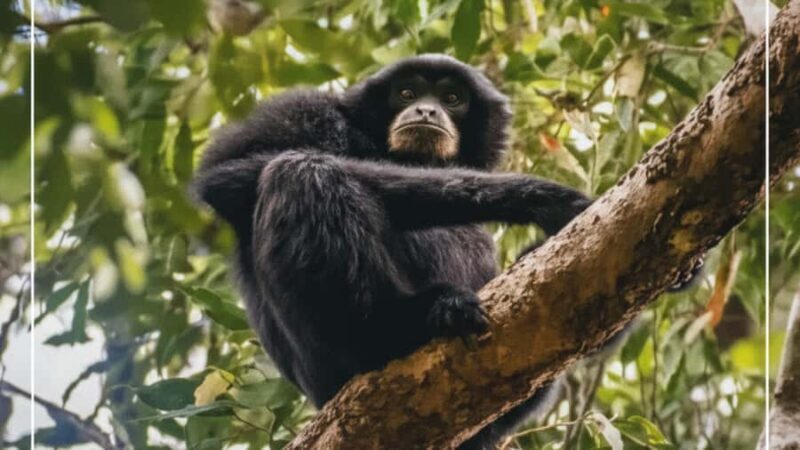 Sumatra : 5-Day Conservation & Artistry Expedition - The Sum Up