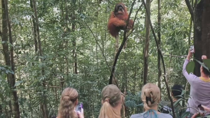 Sumatra Stone Stories : 2 Days Ethical Orangutan Trekking - The Guides and Logistics: Why They Matter