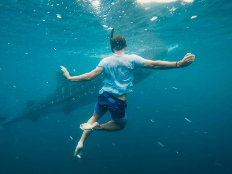 Sumbawa Besar: Whale Shark Snorkeling with Breakfast - An Introduction to the Experience