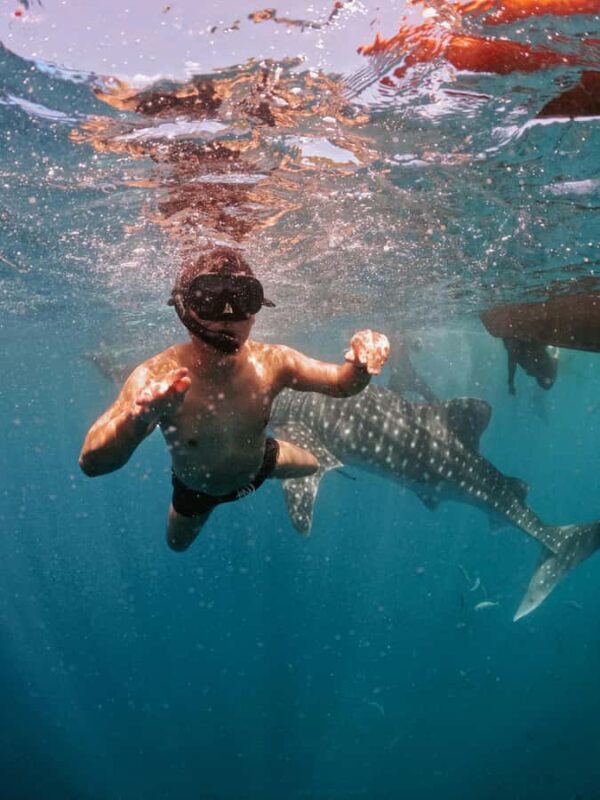 Sumbawa Besar: Whale Shark Snorkeling with Breakfast - What to Expect on the Tour