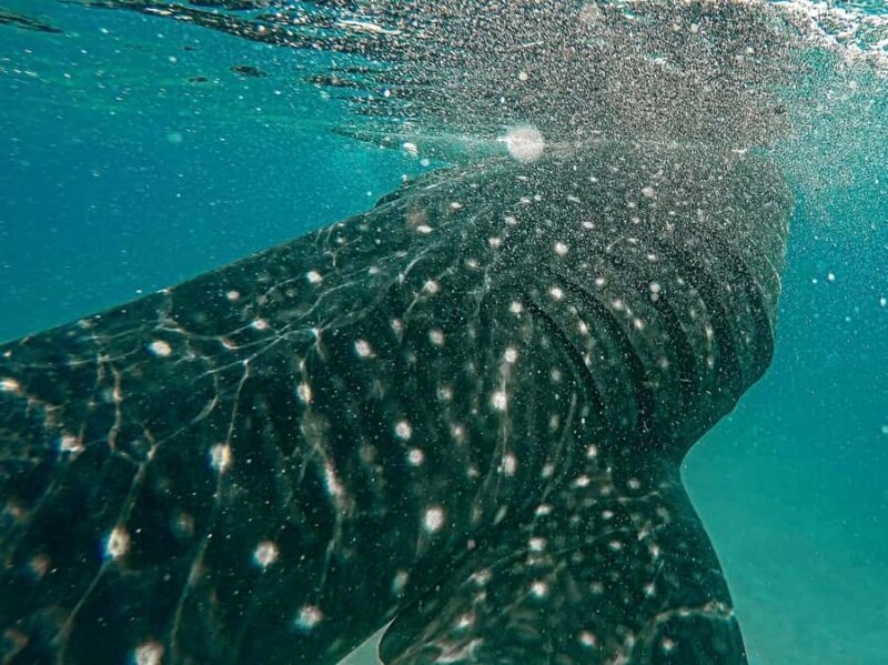 Sumbawa Besar: Whale Shark Snorkeling with Breakfast - Who Will Love This Tour?