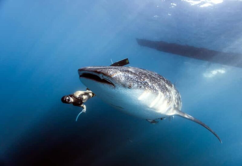 Sumbawa Besar: Whale Shark Snorkeling with Breakfast - The Bottom Line: Is It Worth It?