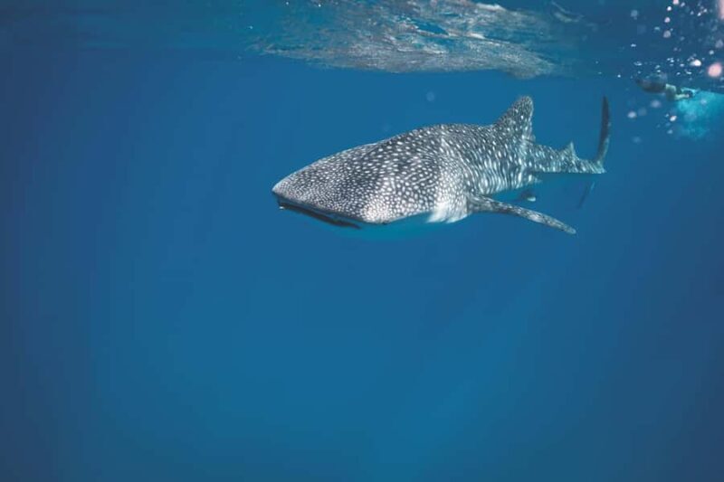 Sumbawa Besar: Whale Shark Snorkeling with Breakfast - FAQs