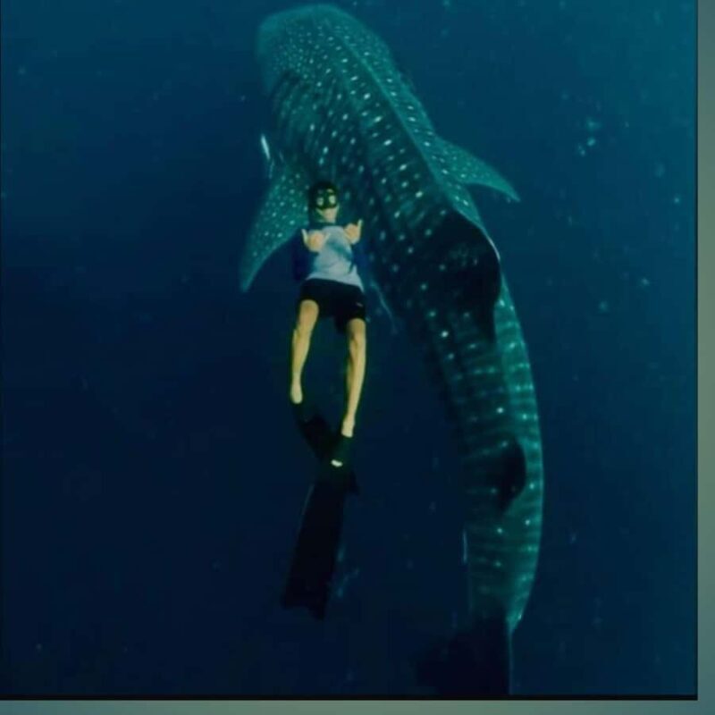 Sumbawa Overland Whale Shark Adventure (Sharing Trip) - An Honest Look at the Overland Whale Shark Adventure