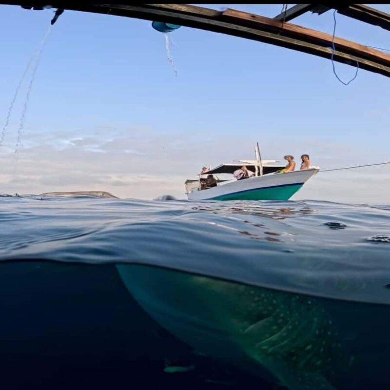 Sumbawa Overland Whale Shark Adventure (Sharing Trip) - Final Thoughts