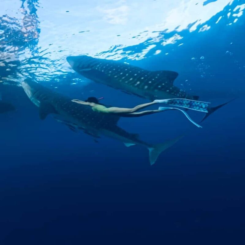 Sumbawa Overland Whale Shark Adventure (Sharing Trip) - FAQ