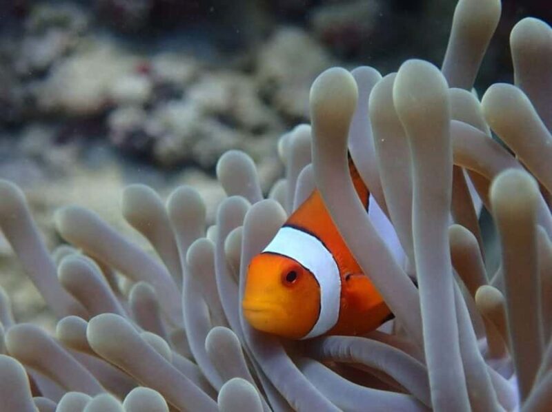 Sumbawa: Paserang and Kenawa Islands Snorkeling Day Trip - The Itinerary Breakdown: What Travelers Can Expect