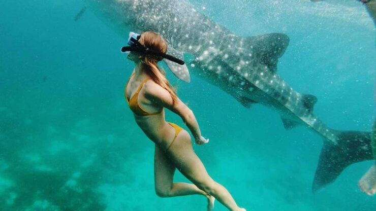 Sumbawa Tour 2 Days 1 Night ( Whale Shark Tour) - Tour Overview & Highlights