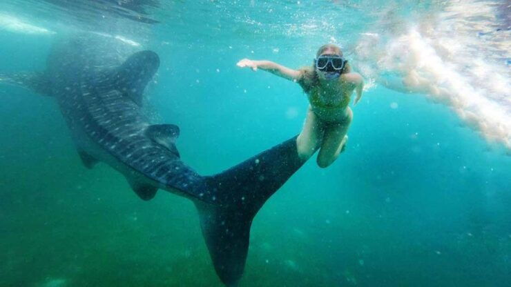 Sumbawa Tour 2 Days 1 Night ( Whale Shark Tour) - Booking Information Details