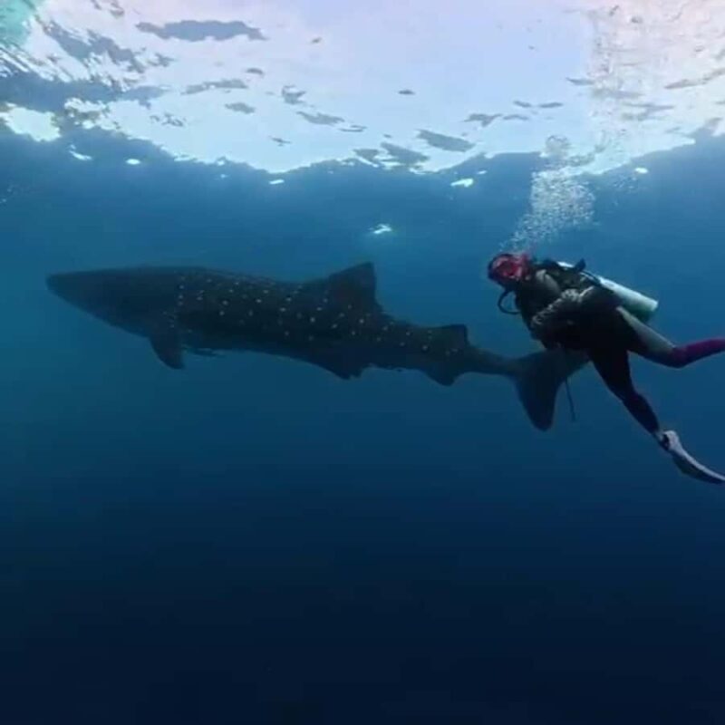 Sumbawa: Whale Shark Diving, Coral Reef & Bird Island - Who Will Love This Tour?