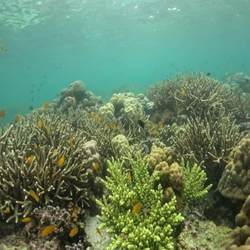 Sumbawa: Whale Shark Diving, Coral Reef & Bird Island - Good To Know