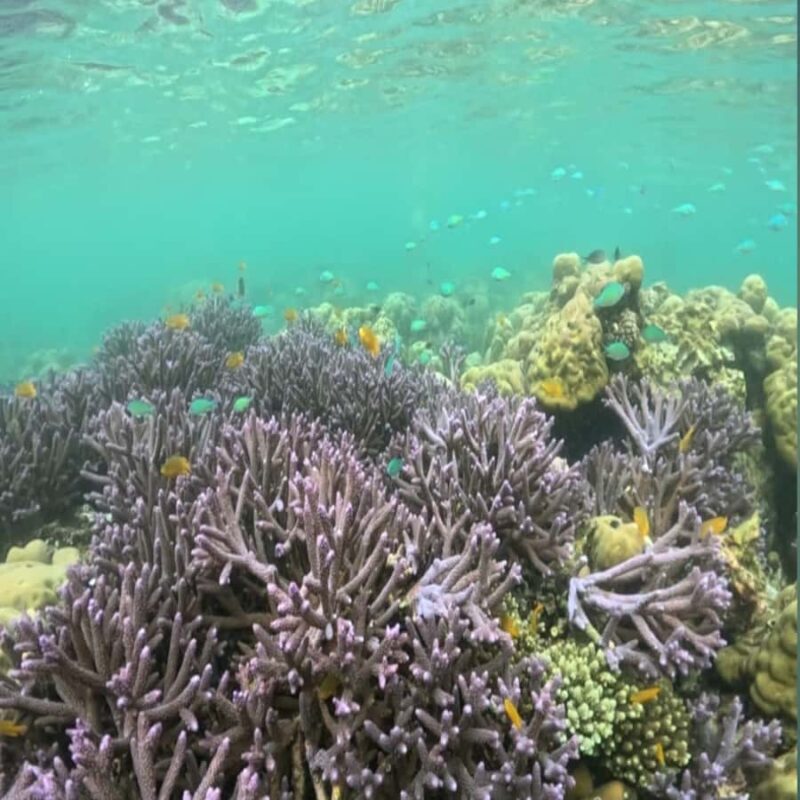 Sumbawa: Whale Shark Diving, Coral Reef & Bird Island - The Itinerary in Detail: What to Expect from Start to Finish