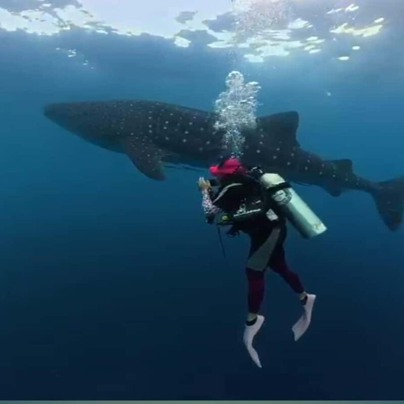 Sumbawa: Whale Shark Diving, Coral Reef & Bird Island - Practical Tips for Your Trip