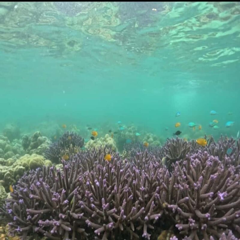 Sumbawa: Whale Shark Diving, Coral Reef & Bird Island - FAQs