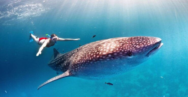 Sumbawa Whale Shark Tour Package - Booking Information