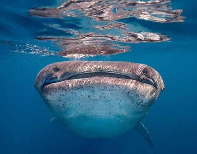 Sumbawa Whale Shark Tour Package - Experience Highlights
