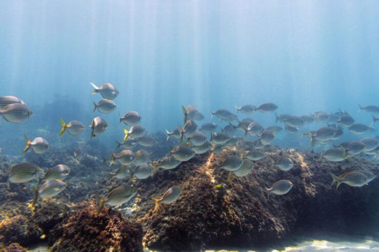 SUMBAWA WHALE SHARK TRIP - Tour Flexibility and Itinerary Changes