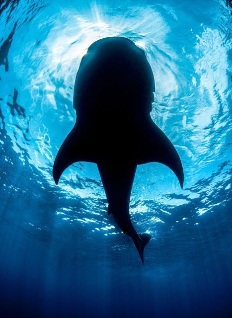 SUMBAWA WHALE SHARK TRIP - Experience Sumbawa Besar City