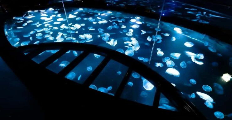 Sumida Aquarium Admission Ticket - Good To Know