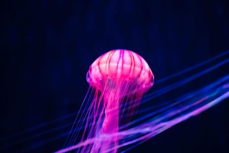Sumida Aquarium Admission Ticket - Activities and Amenities