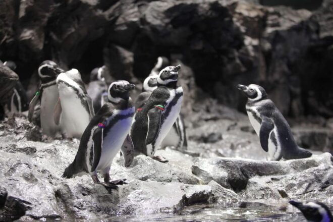 Sumida Aquarium Admission Ticket - Baggage and Lunch Allowance