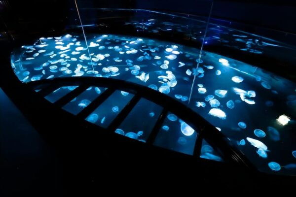 Sumida Aquarium Admission Ticket - Meeting Point and Ticket Scanning