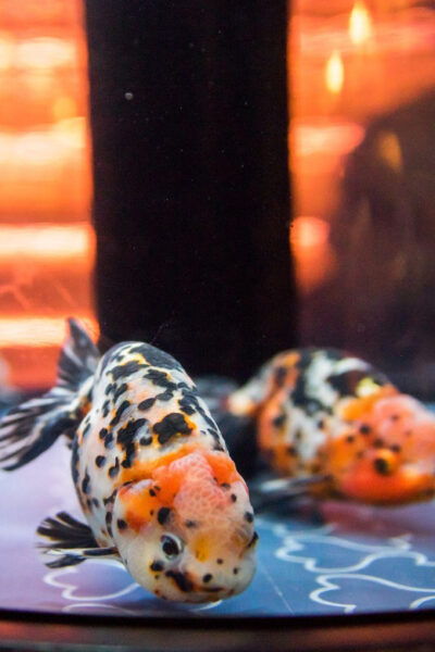 Sumida Aquarium Admission Ticket - Crowd and Maintenance Considerations