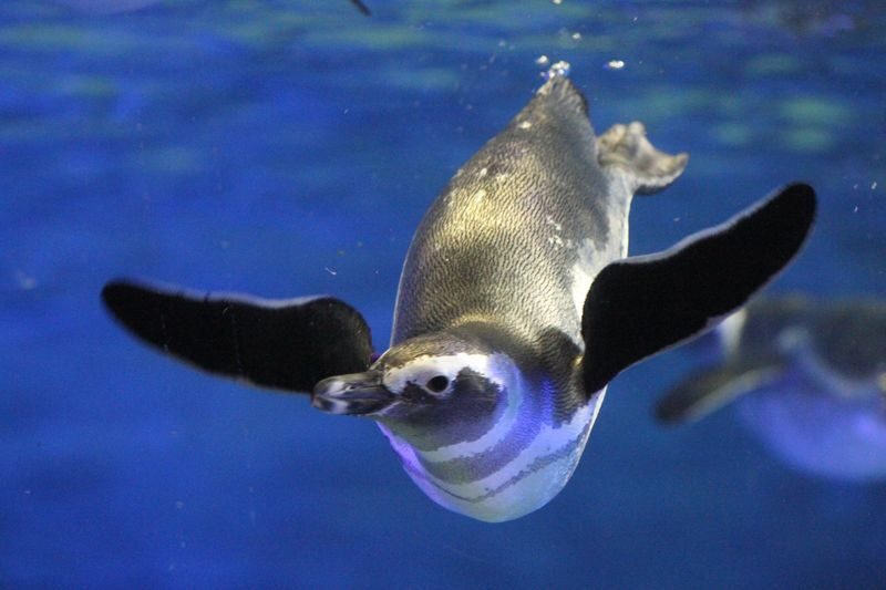 Sumida Aquarium Ticket in Tokyo - Key points before you go