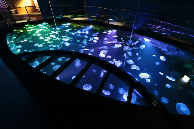 Sumida Aquarium Ticket in Tokyo - How long to allow, and what the visit feels like